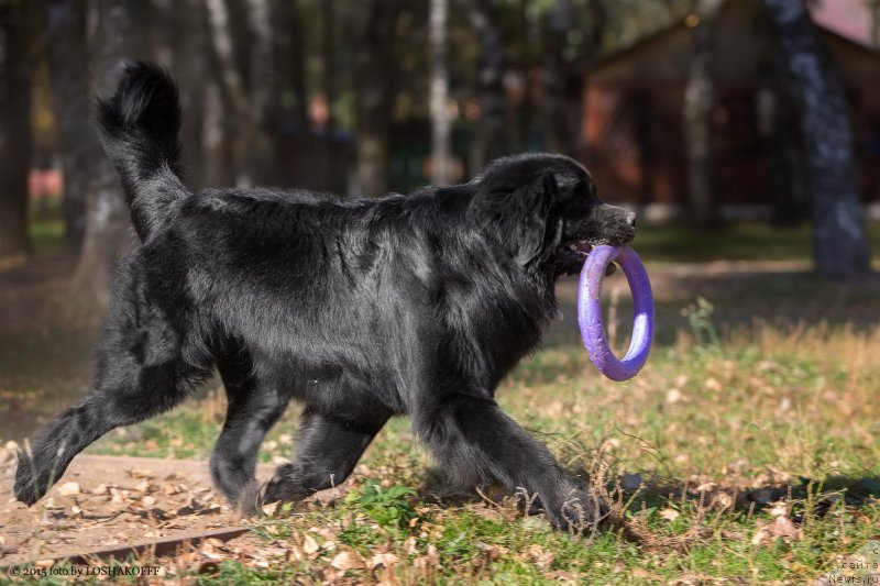 Фото: ньюфаундленд Вакула Олимпийский Мишка