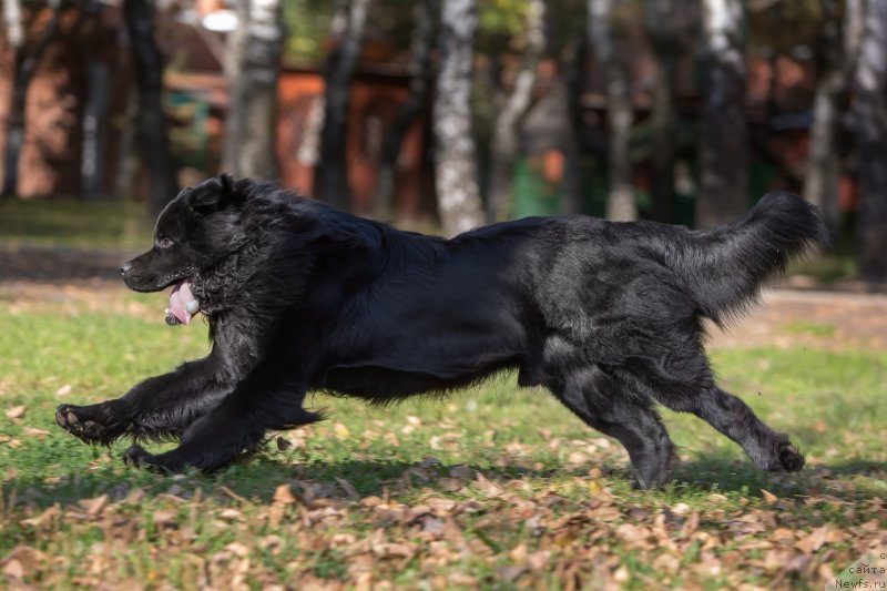 Фото: ньюфаундленд Вакула Олимпийский Мишка