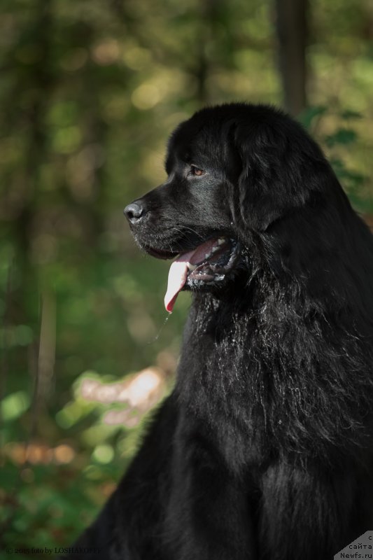 Фото: ньюфаундленд Вакула Олимпийский Мишка