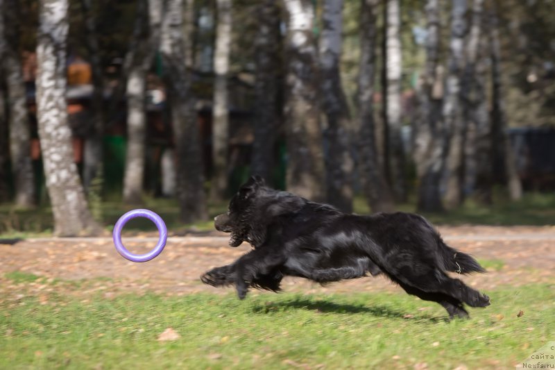 Фото: ньюфаундленд Вакула Олимпийский Мишка