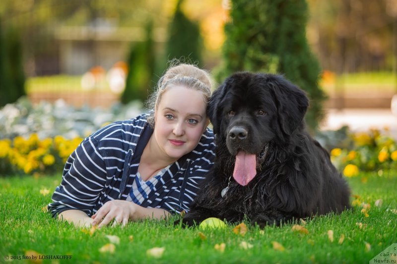 Фото: ньюфаундленд Вакула Олимпийский Мишка, Юлия Вашкина