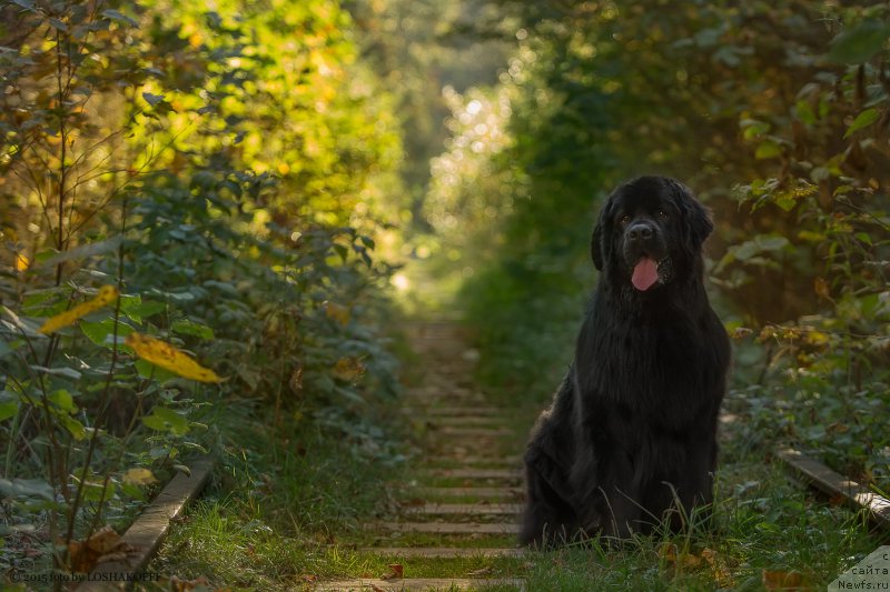 Фото: ньюфаундленд Вакула Олимпийский Мишка