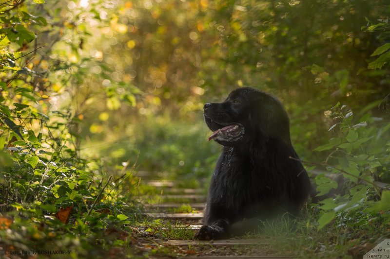 Фото: ньюфаундленд Вакула Олимпийский Мишка