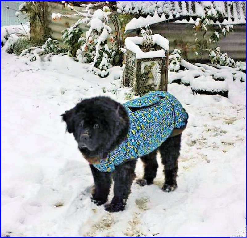 Фотография № 193317