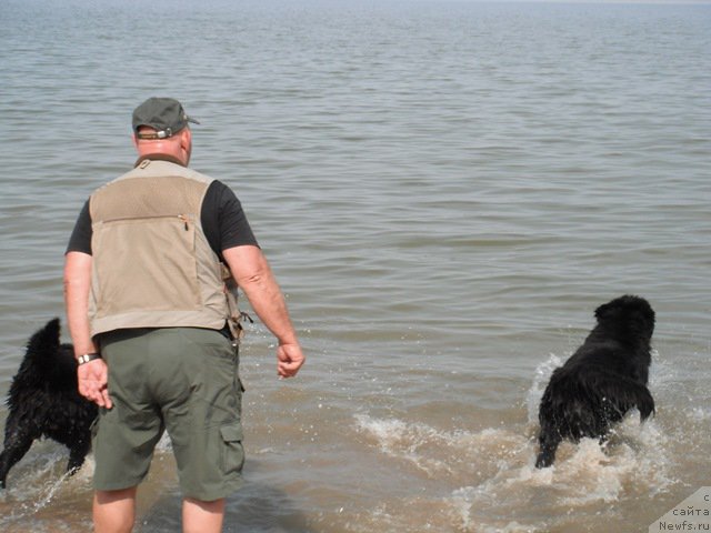 Фото: ньюфаундленд Дар Свезы Апельсинка-Мандаринка, ньюфаундленд Черчиль Сэр Гай, Владимир Ключенович