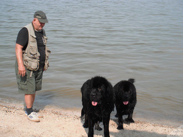 Фото: ньюфаундленд Дар Свезы Апельсинка-Мандаринка, ньюфаундленд Черчиль Сэр Гай, Владимир Ключенович
