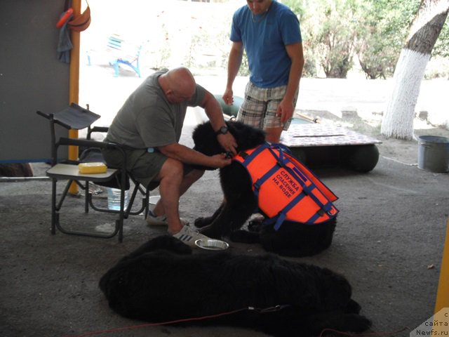 Фото: ньюфаундленд Черчиль Сэр Гай