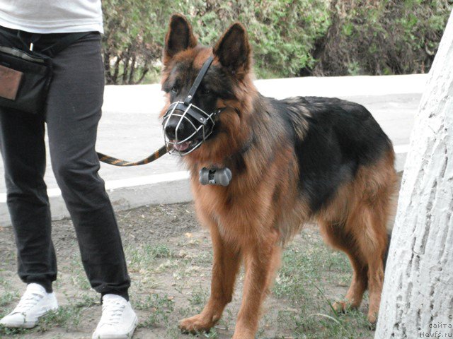 Фотография № 193333