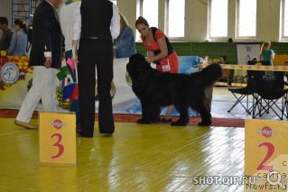 Фото: ньюфаундленд Сент Джонс Жирар Реми (Sent Djons Zhirar Remi)