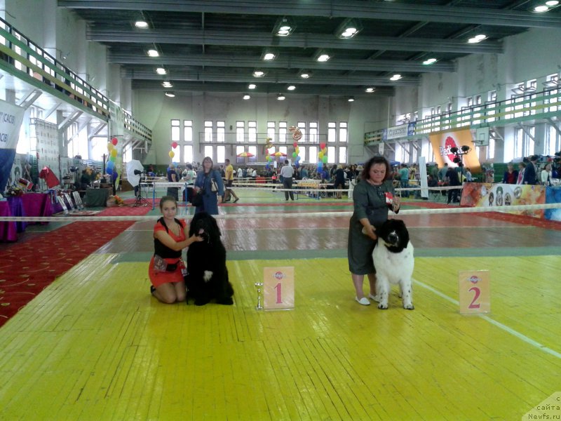 Фото: ньюфаундленд Сент Джонс Жирар Реми (Sent Djons Zhirar Remi)