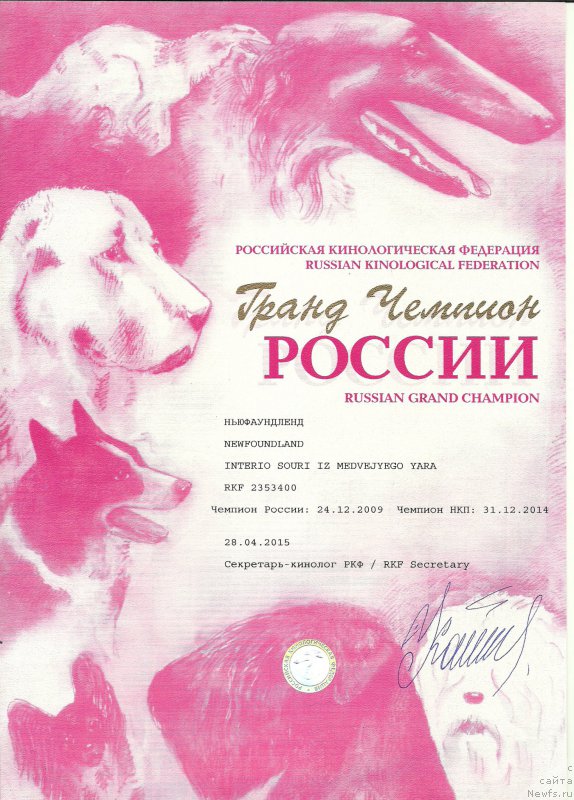 Фото: ньюфаундленд Интерио Соури из Медвежьего Яра (Interio Souri iz Medvejyego Yara)