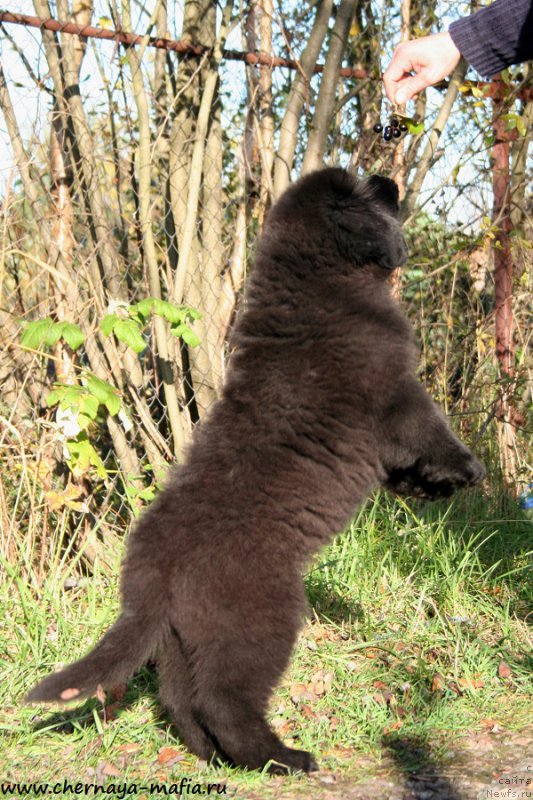 Фото: ньюфаундленд Черная Мафия Алл Ригхтс Ресервед (Chernaya Mafia Аll Rights Reserved)