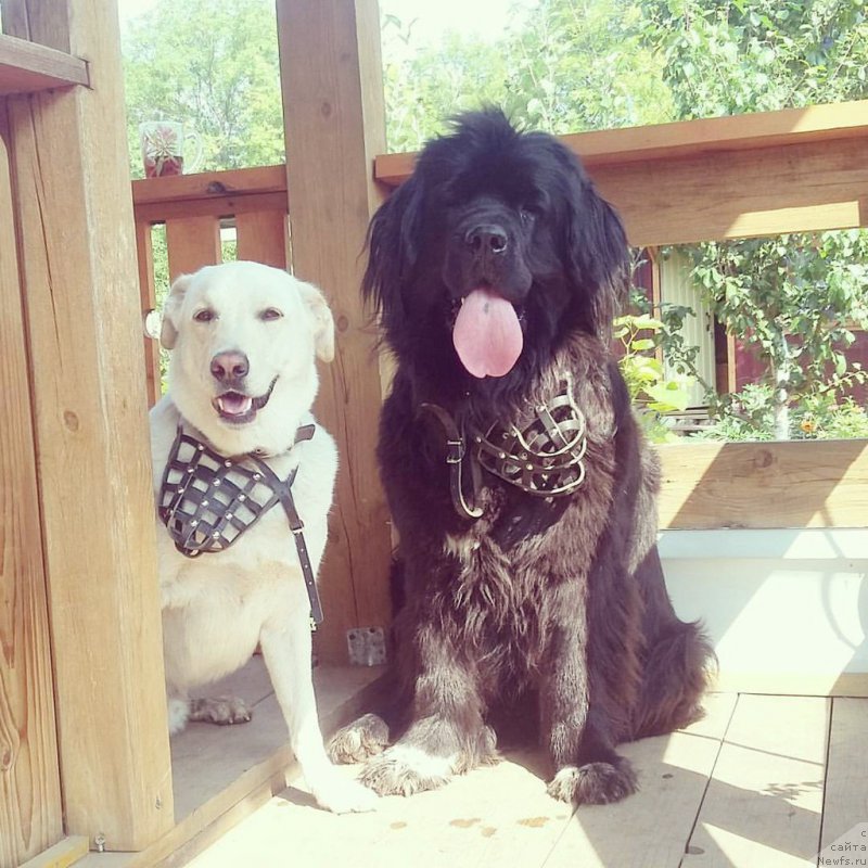 Фотография № 193372