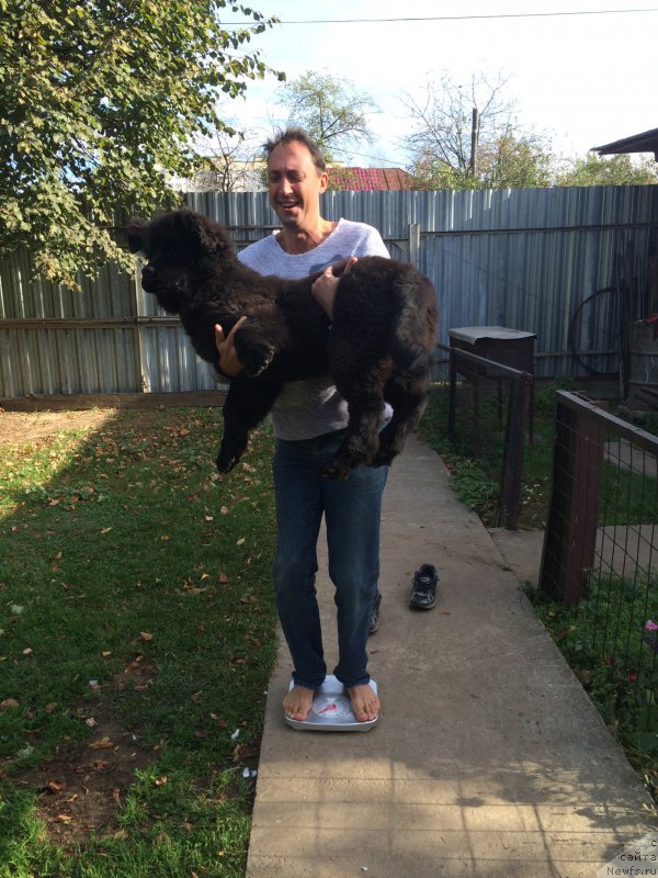 Фото: ньюфаундленд Браунблад МСК Жамал Амира