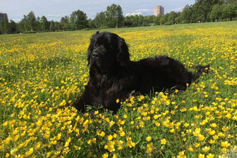 Фото: ньюфаундленд Черная Мафия Меант То Бе (Chernaya Mafia Meant To Be)