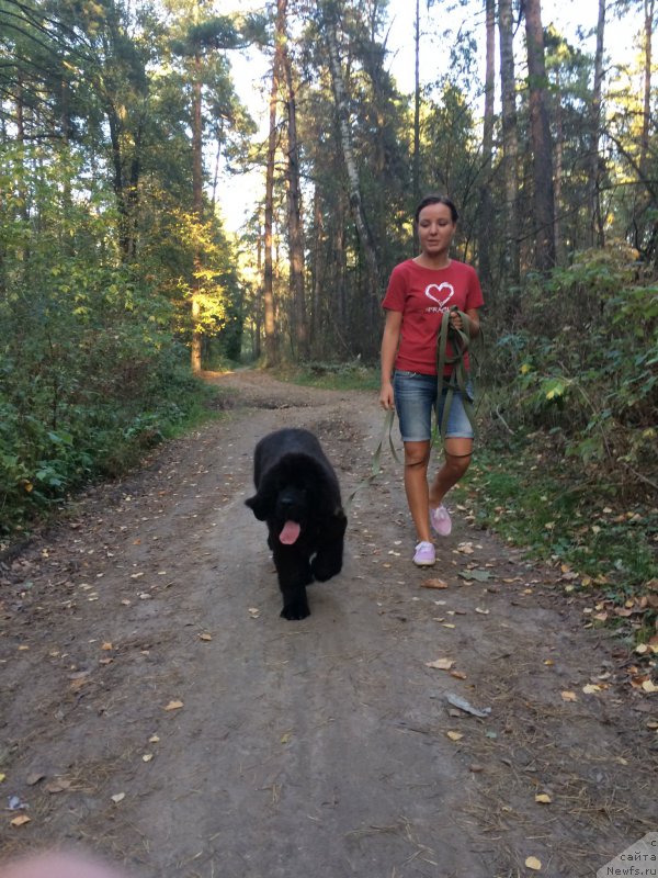 Фото: ньюфаундленд Браунблад МСК Жамал Амира