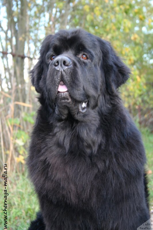Фото: ньюфаундленд Черная Мафия Муст Хаве (Chernaya Mafia Must Have)