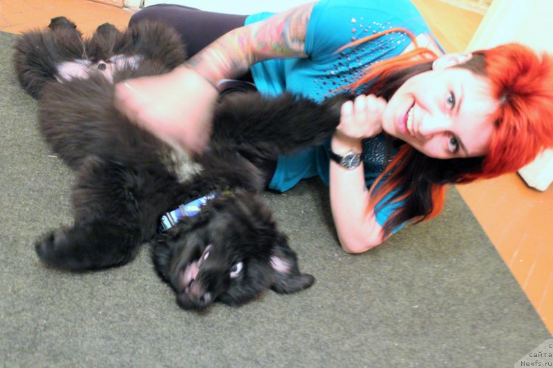 Фото: ньюфаундленд Черная Мафия Аттрактиве Повер (Chernaya Mafia Attractive Power)