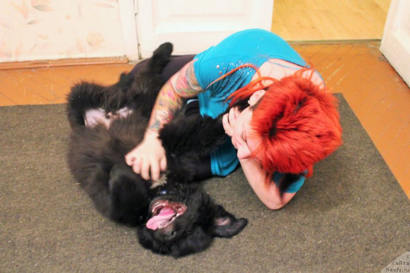 Фото: ньюфаундленд Черная Мафия Аттрактиве Повер (Chernaya Mafia Attractive Power)