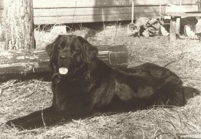 Фото: ньюфаундленд Хэйли