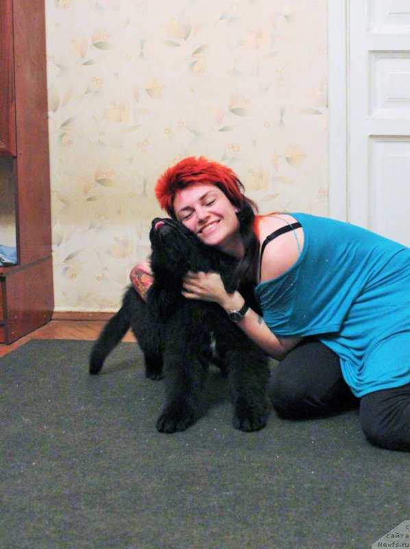 Фото: ньюфаундленд Черная Мафия Аттрактиве Повер (Chernaya Mafia Attractive Power)