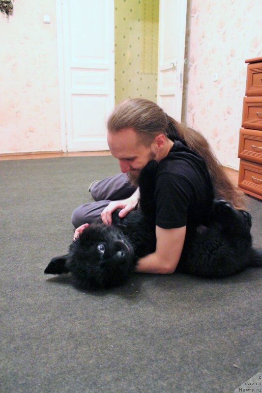 Фото: ньюфаундленд Черная Мафия Аттрактиве Повер (Chernaya Mafia Attractive Power)