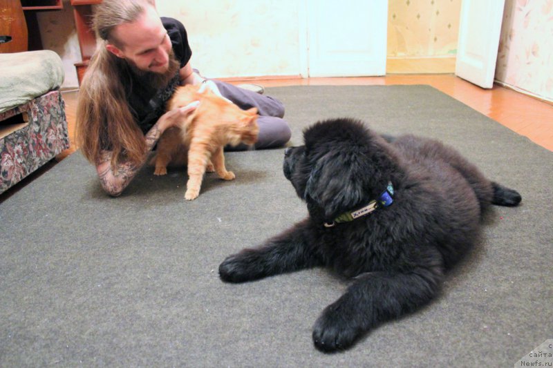 Фото: ньюфаундленд Черная Мафия Аттрактиве Повер (Chernaya Mafia Attractive Power)