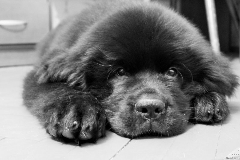 Фотография № 193384