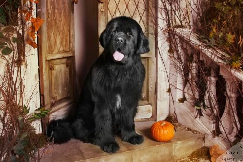 Фото: ньюфаундленд Питерньюф Монт Бланк (Piternyuf Mont Blanc)