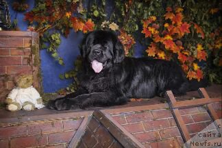 Фотография № 193389