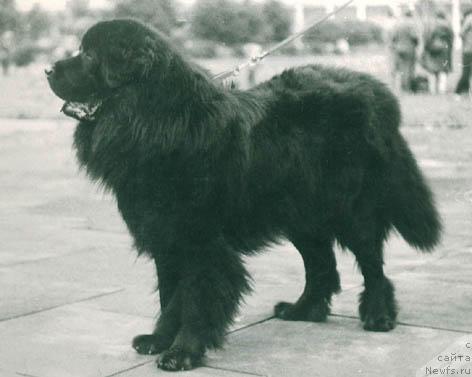 Фото: ньюфаундленд Рейтон