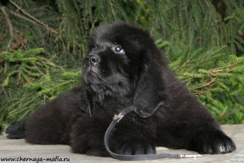 Фото: ньюфаундленд Черная Мафия Аллуринг Проспект (Chernaya Mafia Аlluring Prospect)