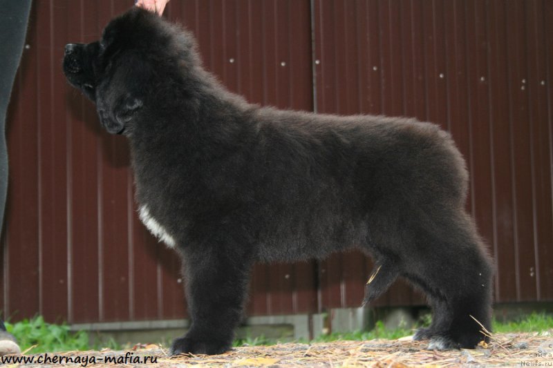 Фотография № 193431