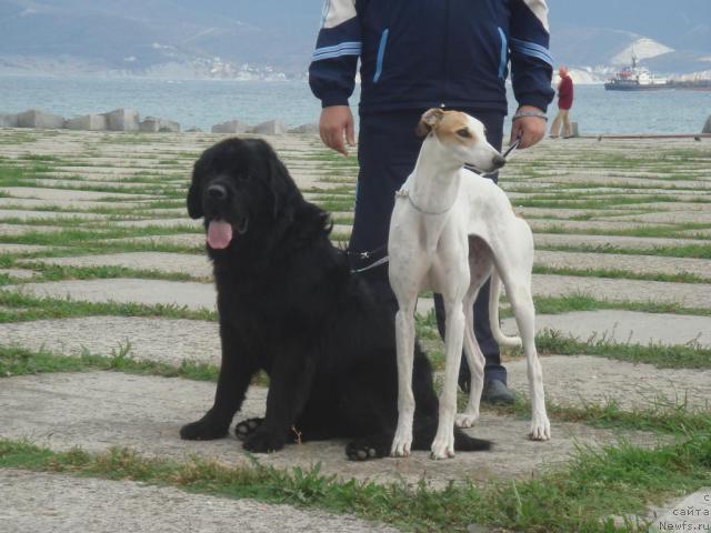 Фото: ньюфаундленд Пчёлкин Дом Аврора (Pchiolkin Dom Avrora)
