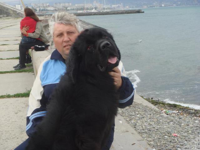 Фото: ньюфаундленд Пчёлкин Дом Аврора (Pchiolkin Dom Avrora)