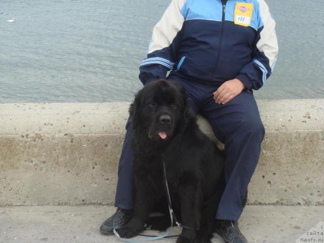 Фото: ньюфаундленд Пчёлкин Дом Аврора (Pchiolkin Dom Avrora)