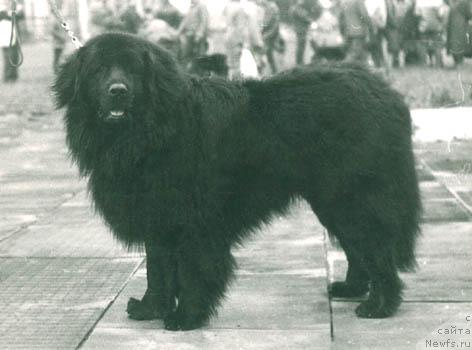 Фото: ньюфаундленд Форд