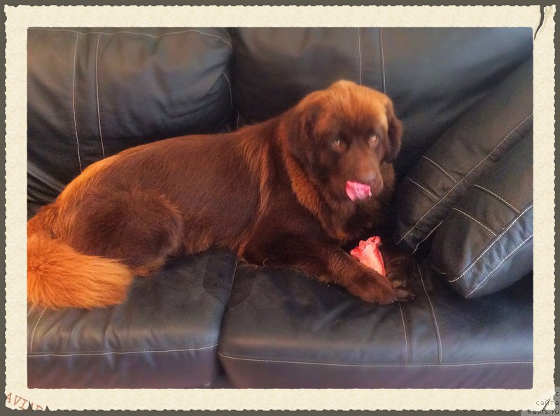 Фото: ньюфаундленд Браунблад МСК Хэппи Тедди (Brownblood MSK Happy Teddy)