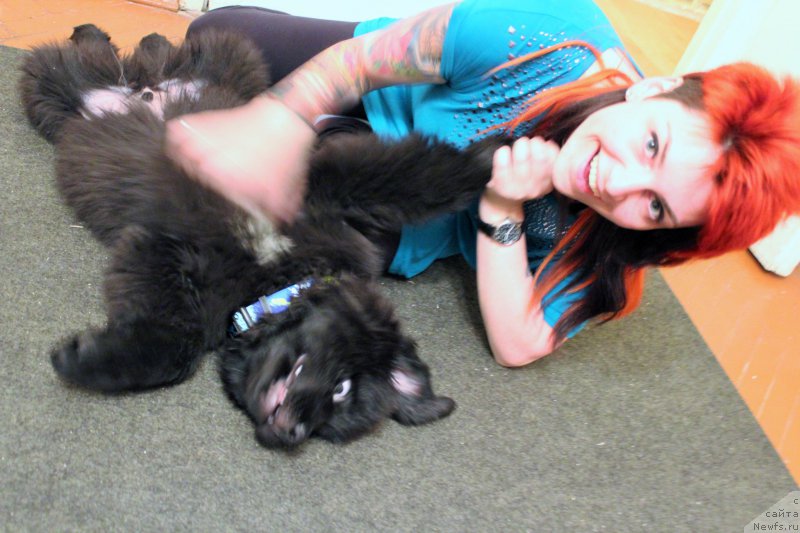 Фото: Екатерина Порошина, ньюфаундленд Черная Мафия Аттрактиве Повер (Chernaya Mafia Attractive Power)