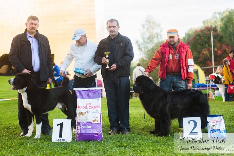 Фото: ньюфаундленд Sunny Boy Midnight Bear