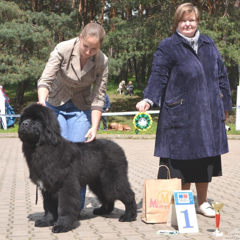 Фото: ньюфаундленд Sunny Boy Midnight Bear