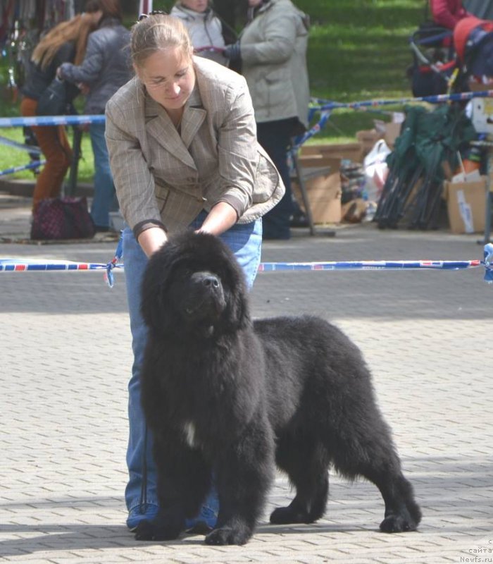 Фото: ньюфаундленд Sunny Boy Midnight Bear