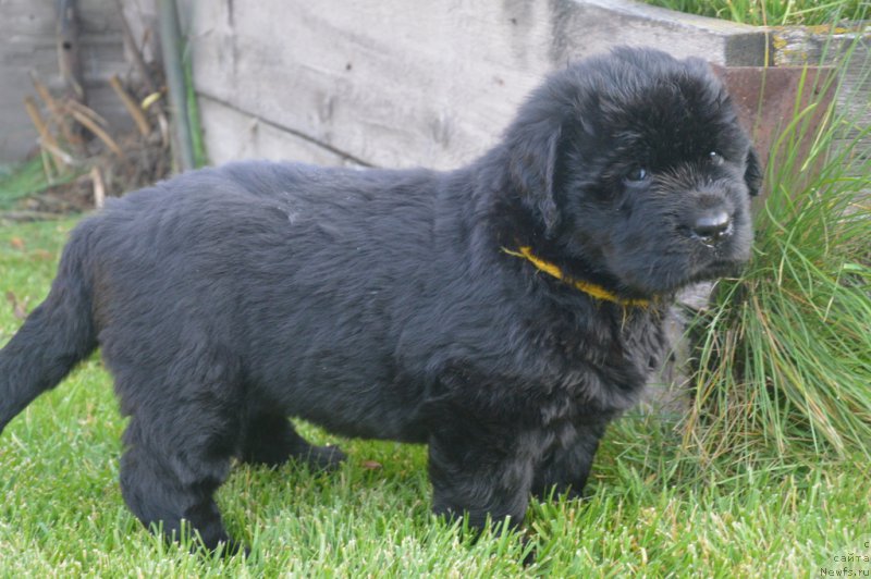 Фото: ньюфаундленд С'Нежная Вьюга Блекберри Элеганс