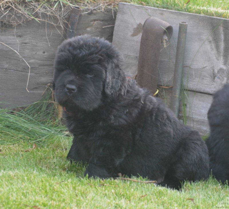 Фото: ньюфаундленд С'Нежная Вьюга Биг Рашшен Босс