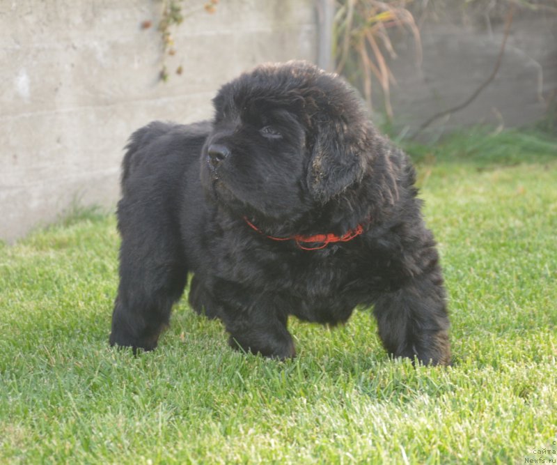 Фото: ньюфаундленд С'Нежная Вьюга Биг Рашшен Босс