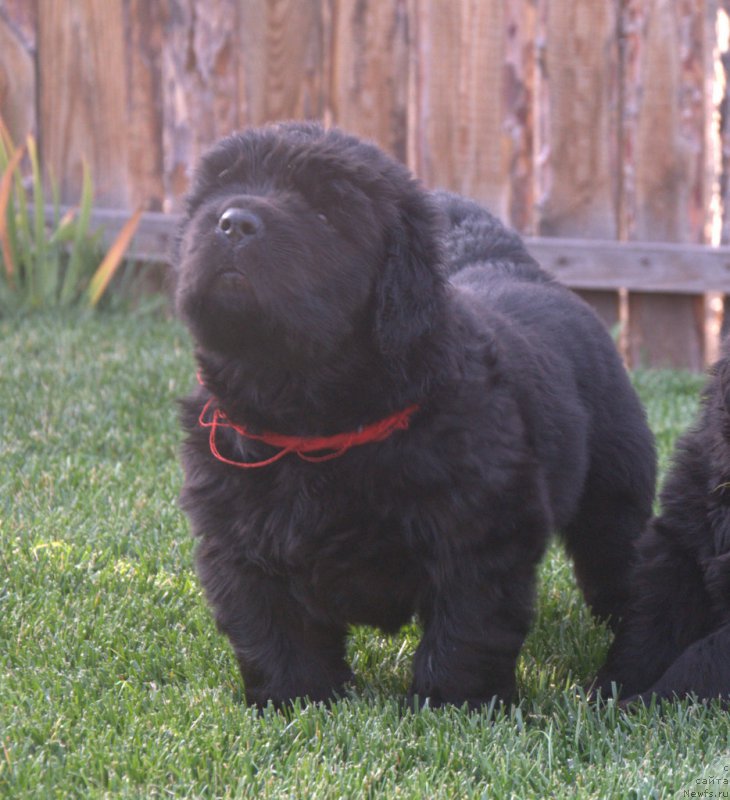 Фото: ньюфаундленд С'Нежная Вьюга Биг Рашшен Босс