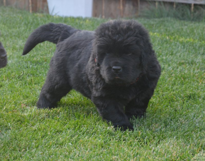 Фото: ньюфаундленд С'Нежная Вьюга Биг Рашшен Босс