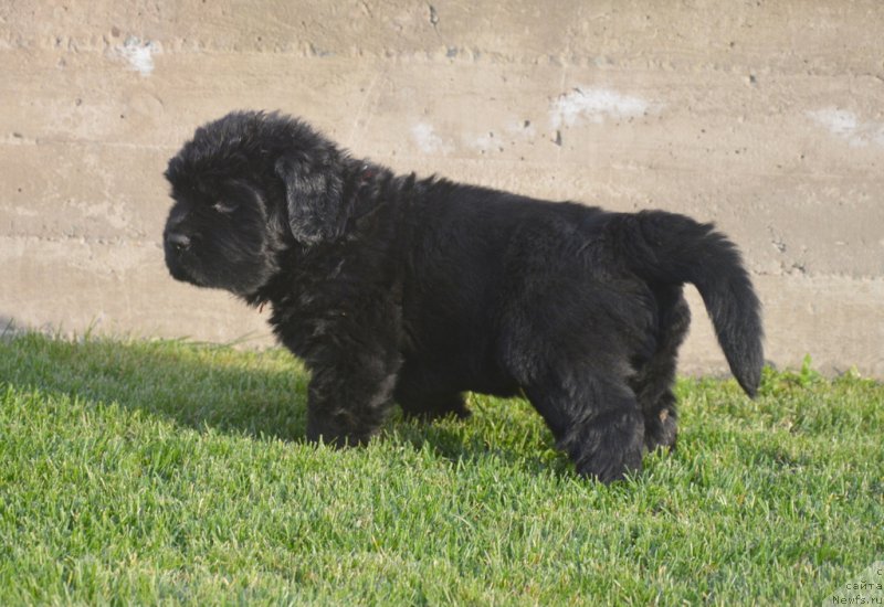 Фото: ньюфаундленд С'Нежная Вьюга Биг Рашшен Босс