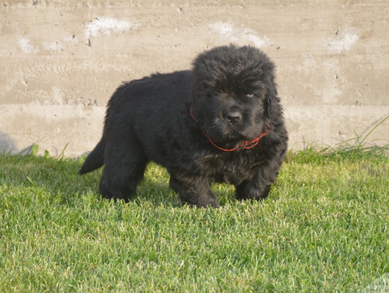 Фото: ньюфаундленд С'Нежная Вьюга Биг Рашшен Босс