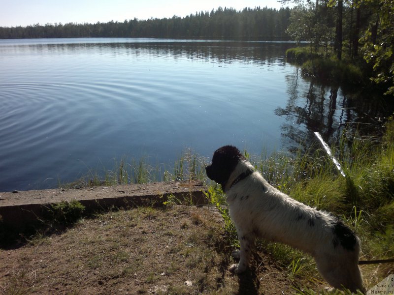 Фото: ньюфаундленд Амрита от Карельских Медведей